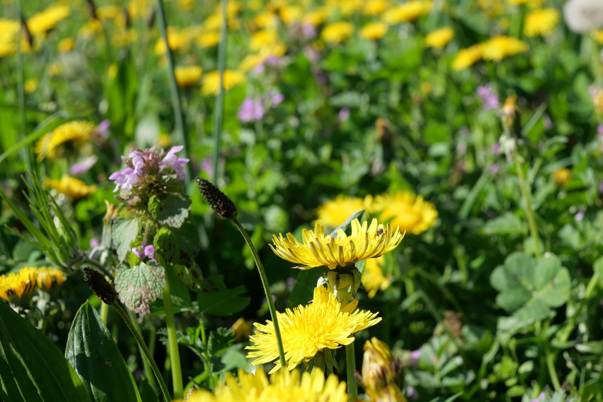Balade plantes sauvages