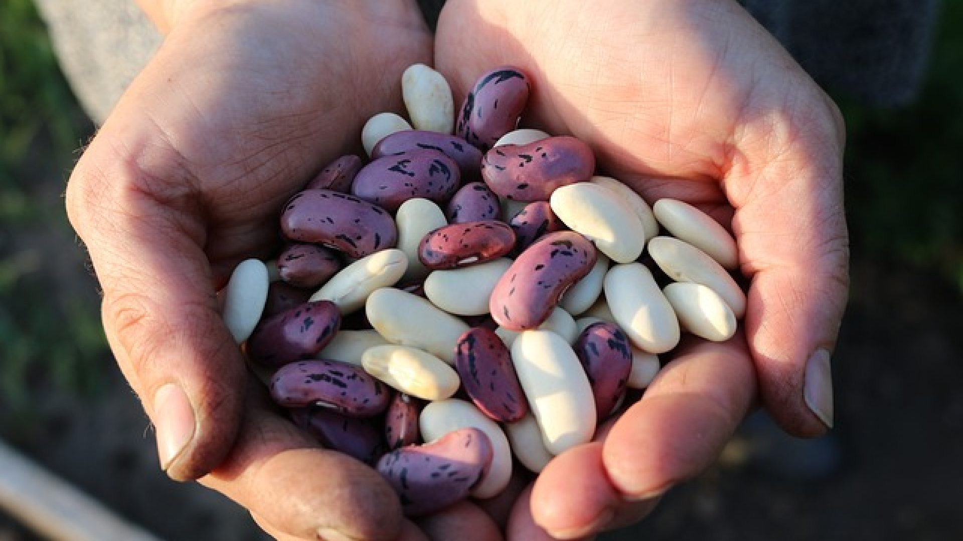runner-beans-1835646_640